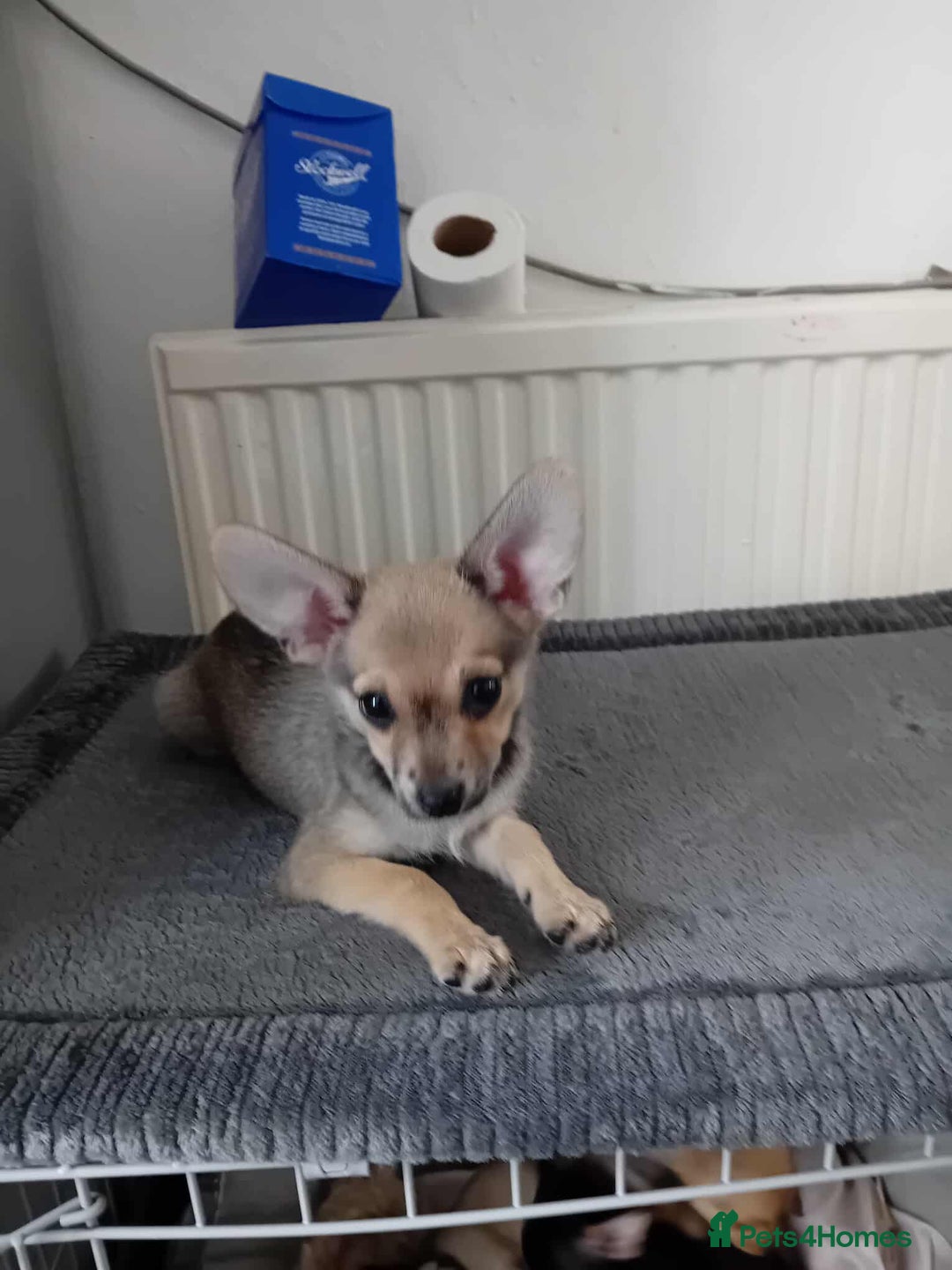 Miniature Pinscher dogs for sale: For sale - Image 3