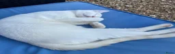 Mixed Breed cats for sale: (REHOME)Sphinx cross Siamese boy  - Advert 3
