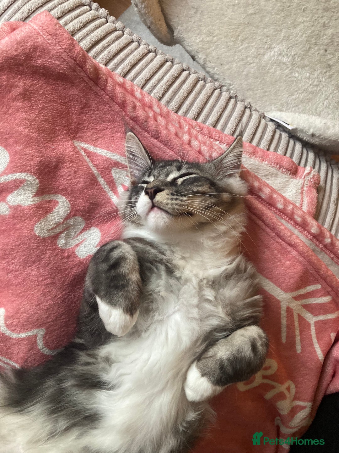 Maine Coon cats for sale: TICA Registered Maine Coons - Image 15