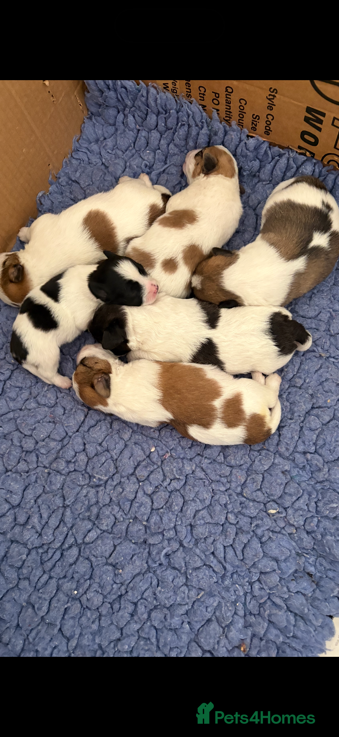 Mixed Breed dogs Stunning litter of JacaZuchon Puppies  - Advert 7