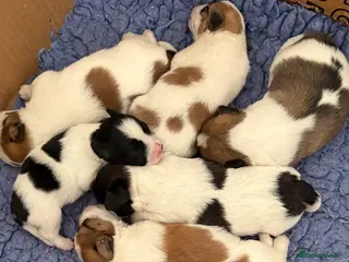 Mixed Breed dogs Stunning litter of JacaZuchon Puppies - Advert 7