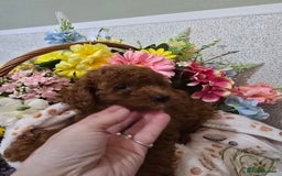 Toy Poodle dogs for sale: Kc reg deep red toy poodle council licensed  - Image 4