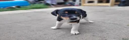 Jack Russell dogs for sale: Jack Russell puppies - Advert 4