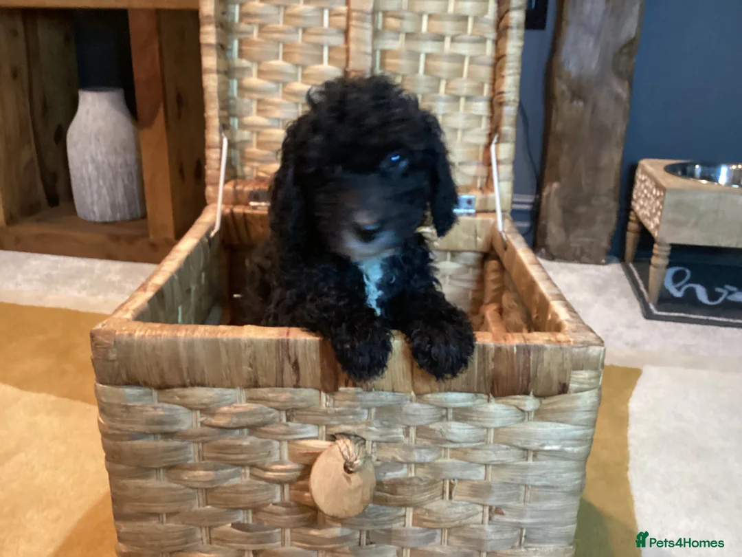 Sproodle dogs for sale: Gorgeous Sproodle Pups (Licensed Breeder) - Advert 10