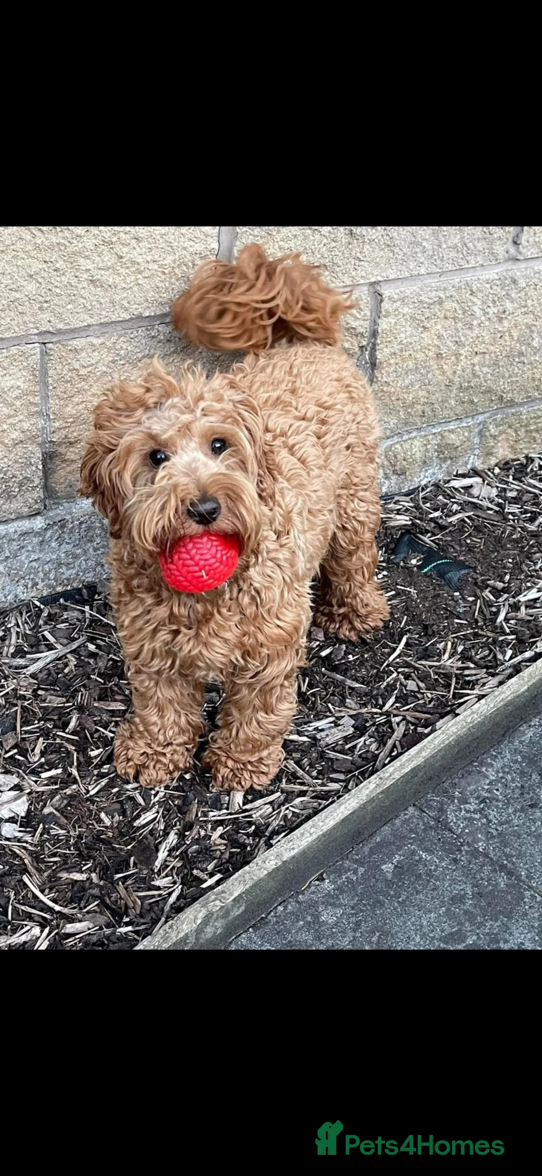 Cockapoo dogs for sale: Beautiful cockapoo pups - Advert 8