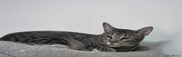 Savannah cats for sale: Beautiful silver female, electra, f6 savannah in London - Advert 7