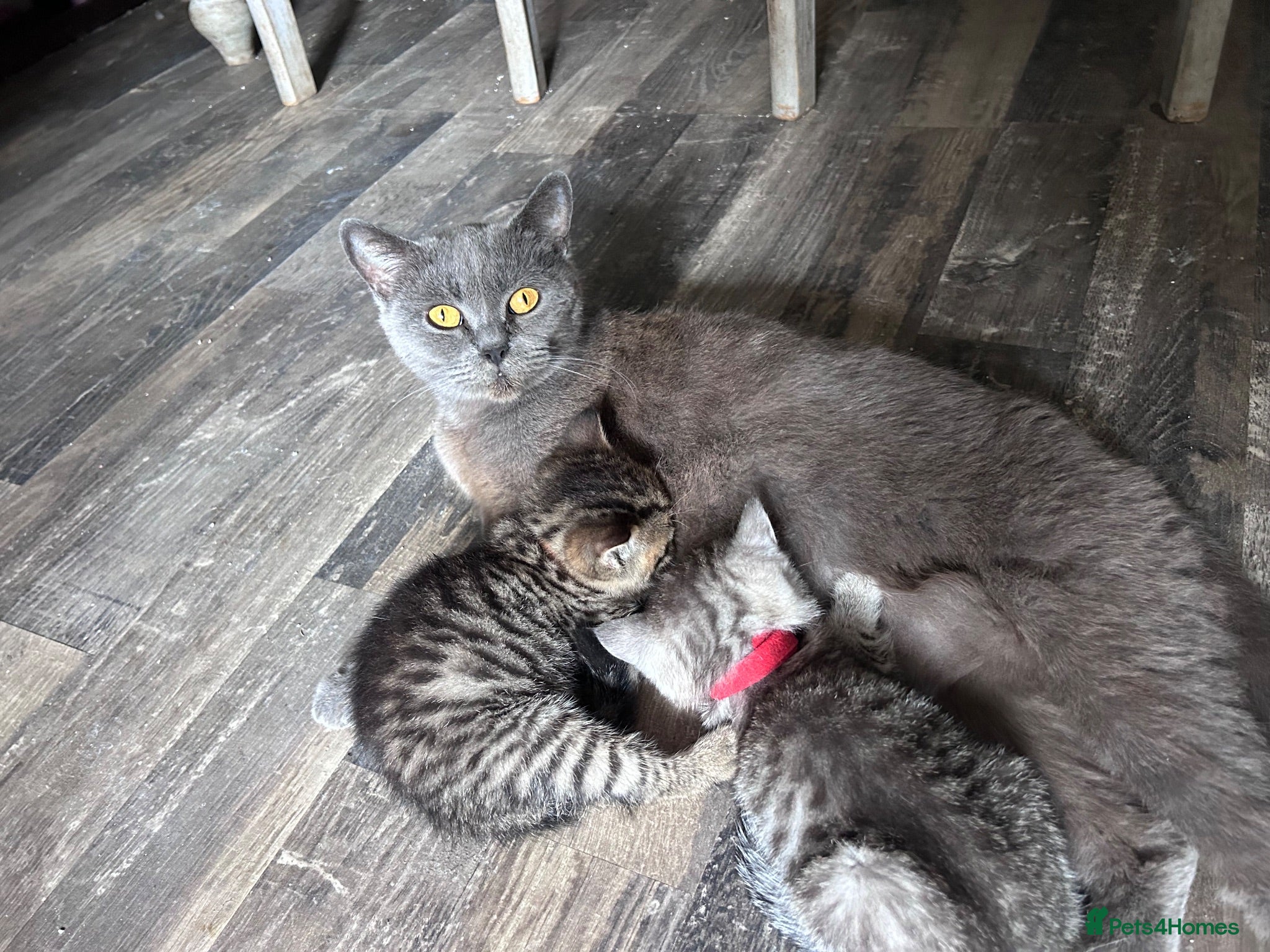 Scottish Fold cats Scottish Fold/Straight kittens - Advert 2