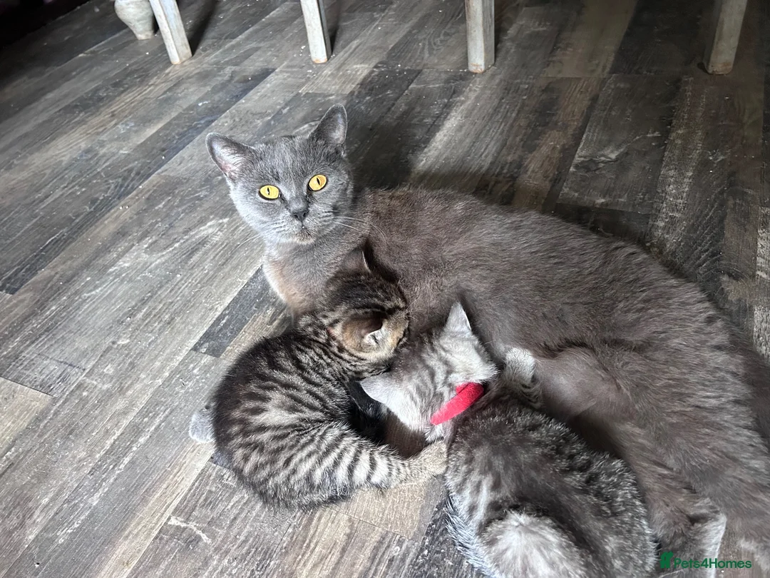 Scottish Fold cats for sale: Scottish Fold/Straight kittens - Advert 2
