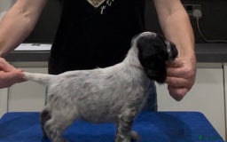 Cocker Spaniel dogs for sale: Blue Roan Show Cocker Spaniels  - Image 19