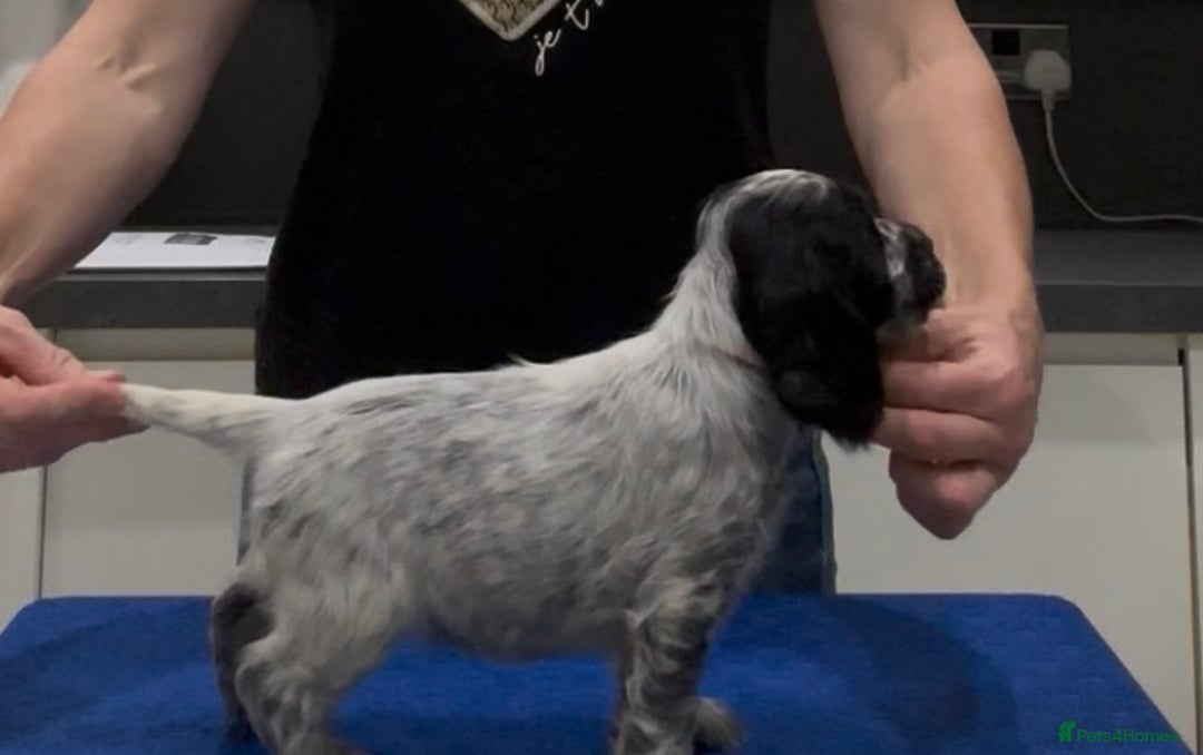 Cocker Spaniel dogs for sale: Blue Roan Show Cocker Spaniels  - Image 19
