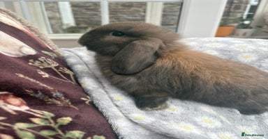 Mini Lop rabbits Raised indoors — mini lop and lion lops  - Advert 3