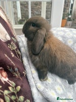 Mini Lop rabbits Raised indoors mini lop and lion lops/vaccinated - Advert 2