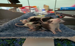 Rat rodents for sale: Baby Male and Female Rats - Advert 1