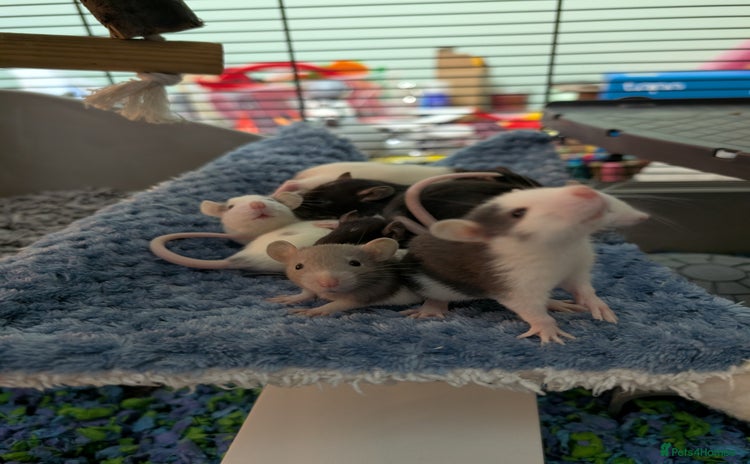 Rat rodents Baby Male and Female Rats - Advert 2