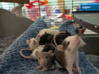 Rat rodents for sale: Baby Male and Female Rats - Advert 1