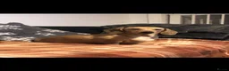 Miniature Dachshund dogs for sale: Adult male and female miniature dachshund. - Advert 2
