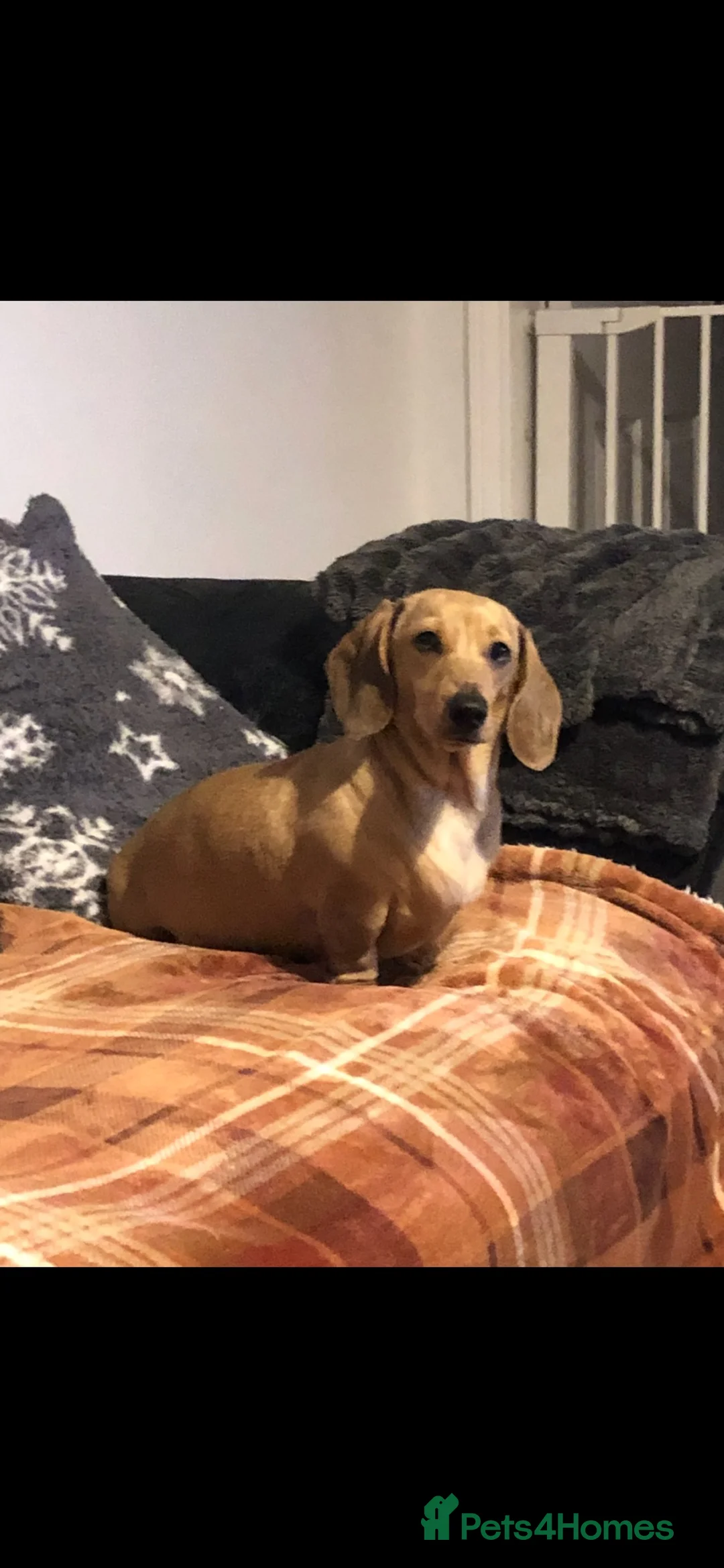 Miniature Dachshund dogs for sale: Adult male and female miniature dachshund. - Advert 2