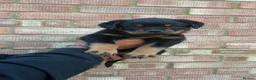 Rottweiler dogs for sale: Pure German Rottweiler Puppies For Sale - Advert 4