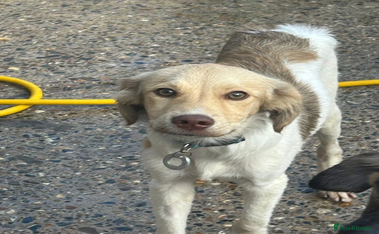 Mixed Breed dogs - Advert 16