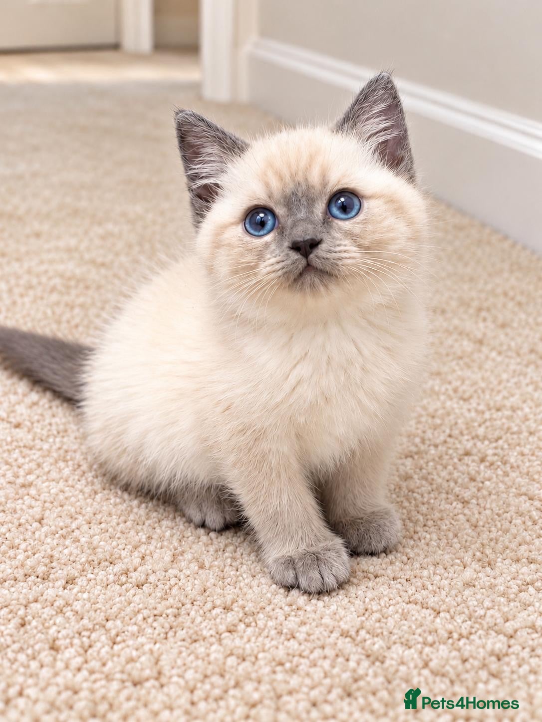 Persian cats for sale: Ragdoll x Persian kitten - Advert 8