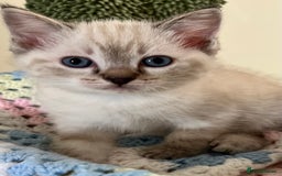 Ragdoll cats for sale: Pure Ragdoll Boys – Raised with Mum in Family Home - Image 19