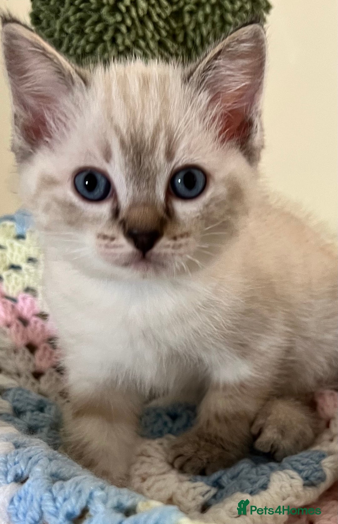 Ragdoll cats for sale: Pure Ragdoll Boys – Raised with Mum in Family Home - Image 19