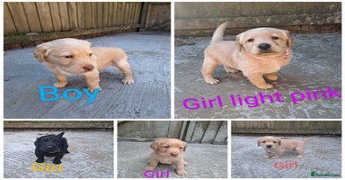 Labradoodle dogs - Advert 3