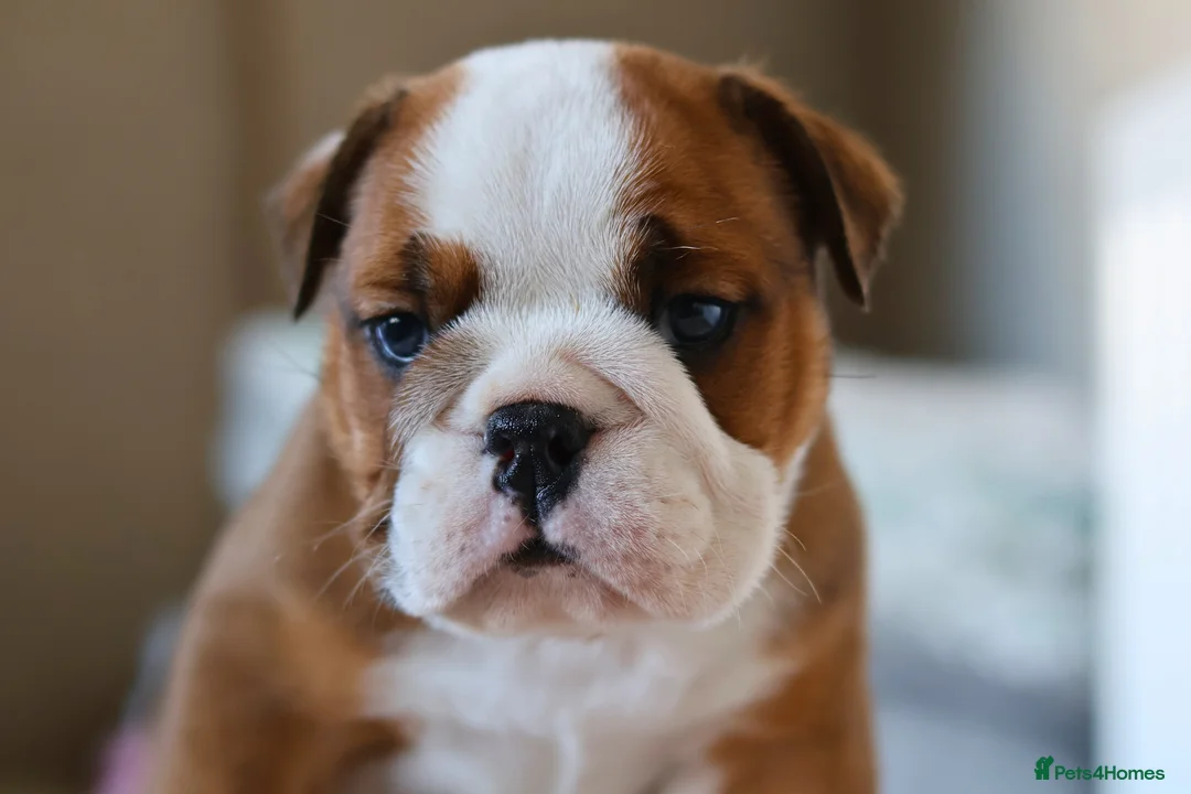 English Bulldog dogs for stud: Silver Health Tested - Proven Guaranteed Success - Advert 7