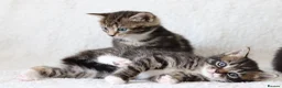 Mixed Breed cats for sale: Meet Our Beautiful Kittens! 🐾 - Advert 15