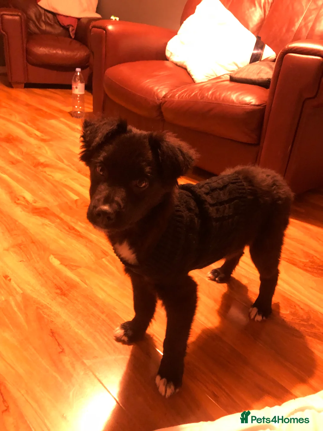 Mixed Breed dogs for sale: Kelpie x Collie in Ballymena - Advert 4