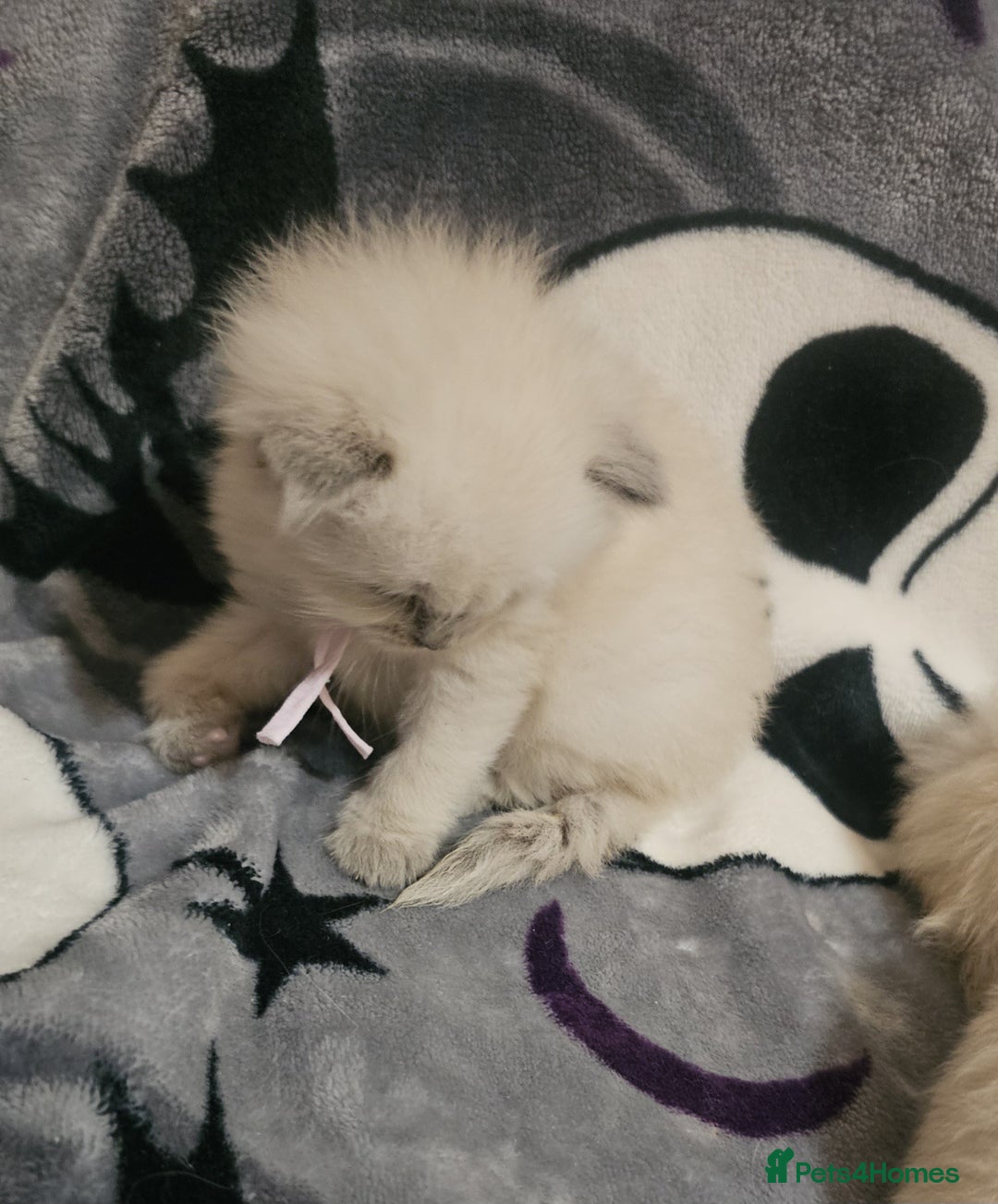 Ragdoll cats for sale: 5 Beautiful Ragdoll kittens for sale 💞 - Advert 5