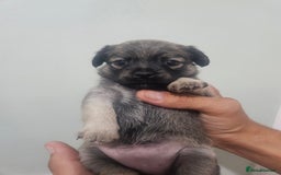 Mixed Breed dogs for sale: Mixed breed puppies  - Image 2