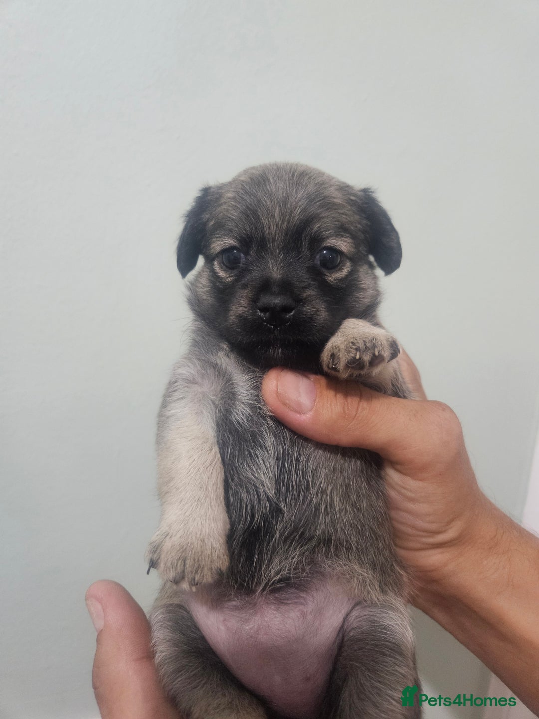 Mixed Breed dogs for sale: Mixed breed puppies  - Image 2