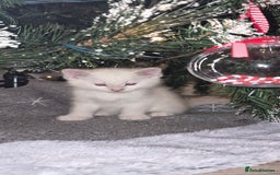 Mixed Breed cats for sale: Beautiful kittens 🐾 - Image 16