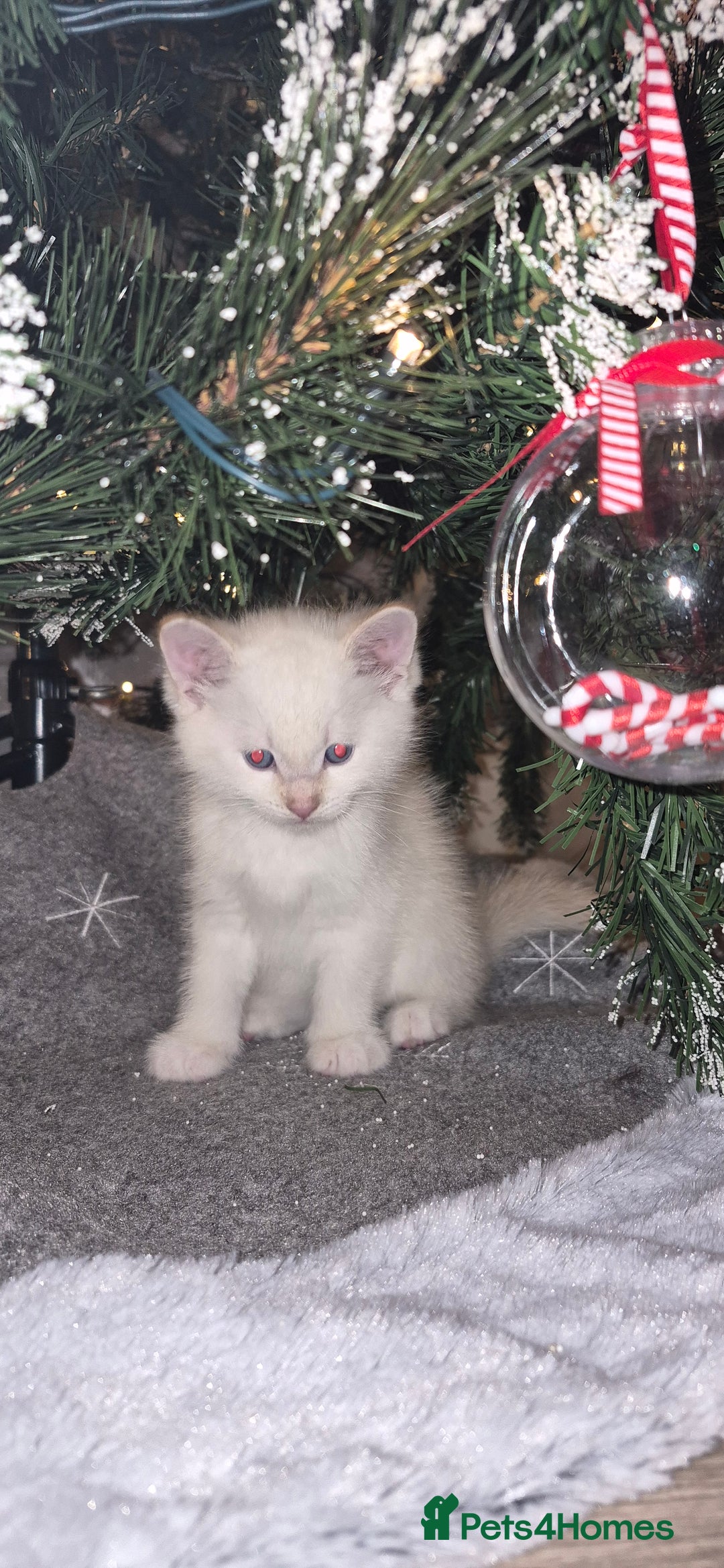 Mixed Breed cats for sale: Beautiful kittens 🐾 - Image 16