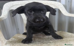 Labrador Retriever dogs for sale: 🖤 Dolly the Black Labrador Girl 🖤 in Market Rasen - Image 4
