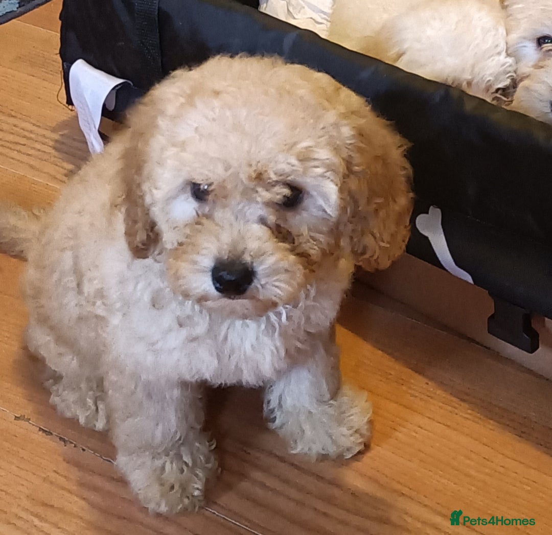 Maltipoo dogs for sale: Gorgeous apricot shade teddy bear MALTIPOO puppies - Image 6