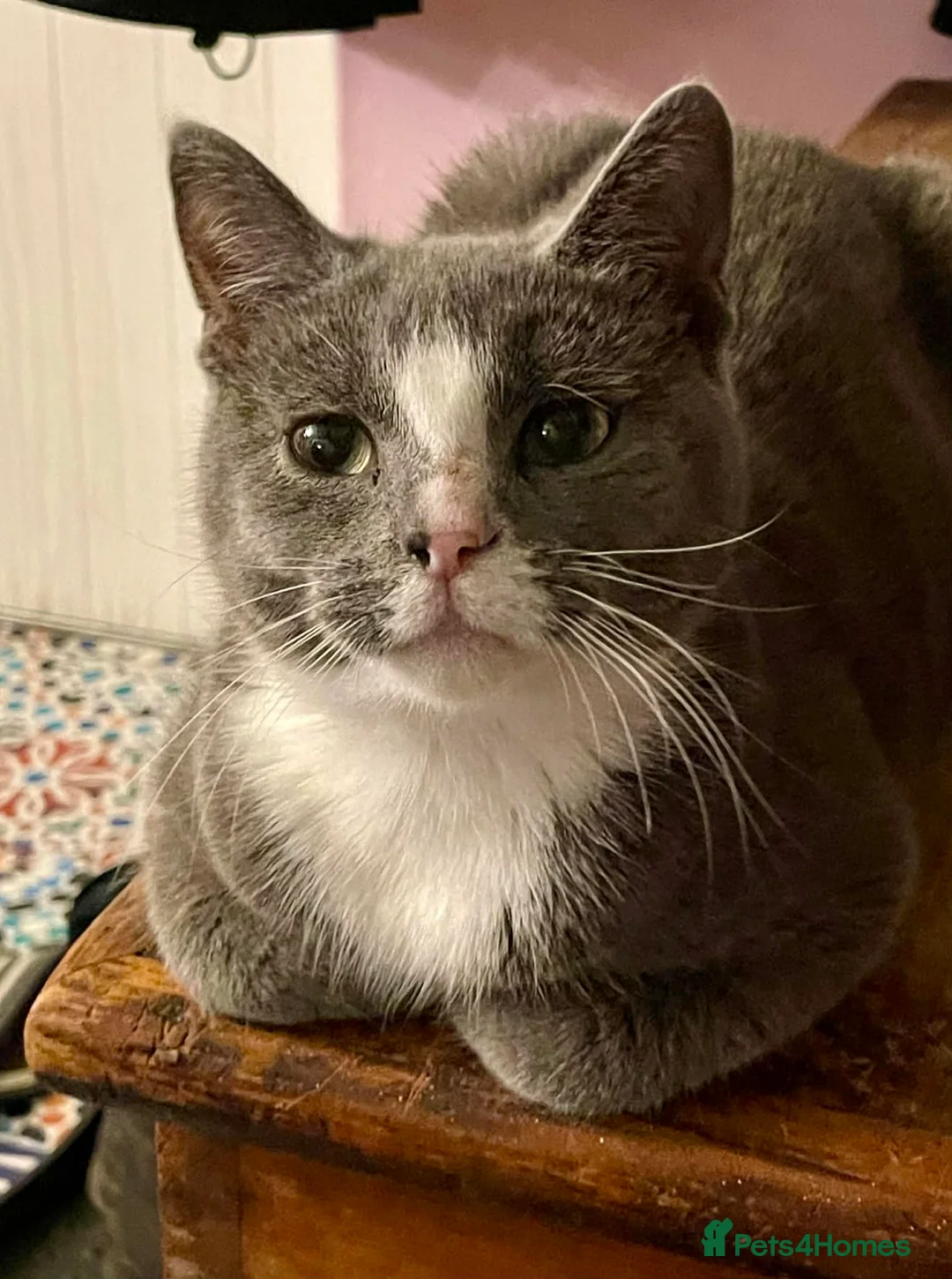 Munchkin cats for sale: Munchkin x Scottish Fold - Advert 12