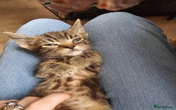 Mixed Breed cats for sale: Adorable kittens looking for their forever homes  - Image 17