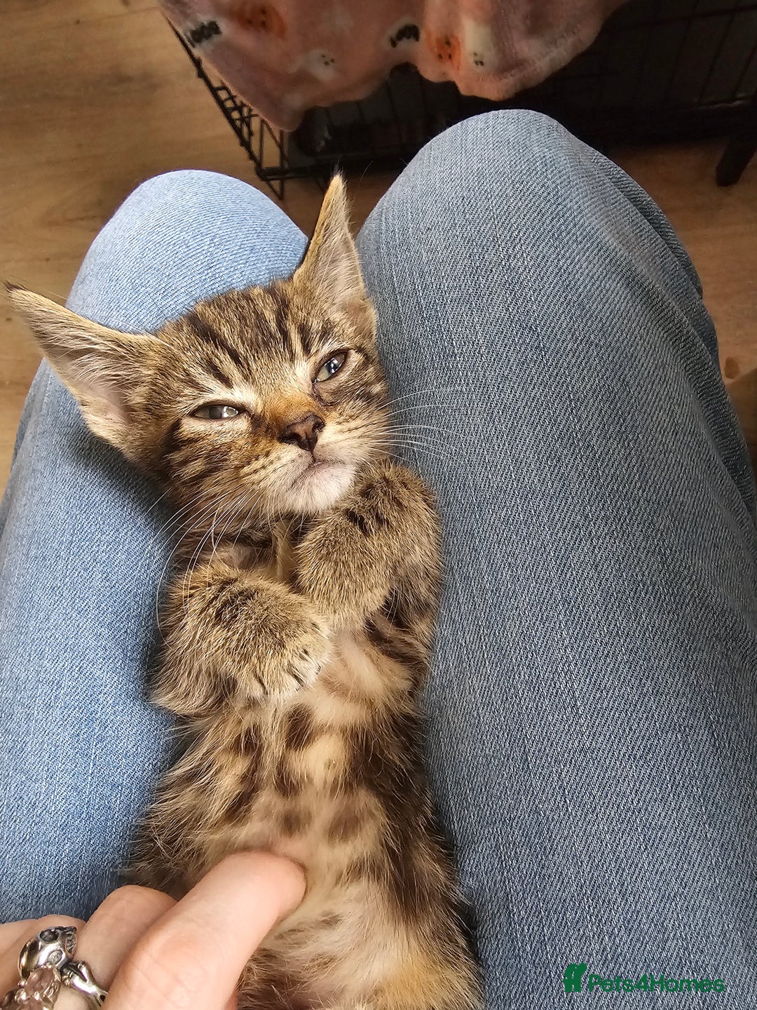 Mixed Breed cats for sale: Adorable kittens looking for their forever homes  - Image 17