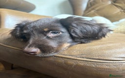 Sprocker dogs for sale: 3 beautiful sprocker pups left - Image 2