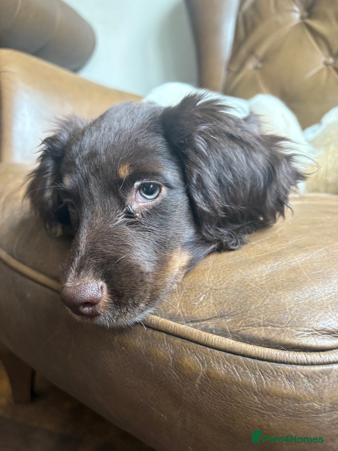 Sprocker dogs for sale: 3 beautiful sprocker pups left - Image 2