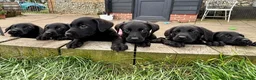 Labrador Retriever dogs for sale: Black lab boy puppies - Advert 1