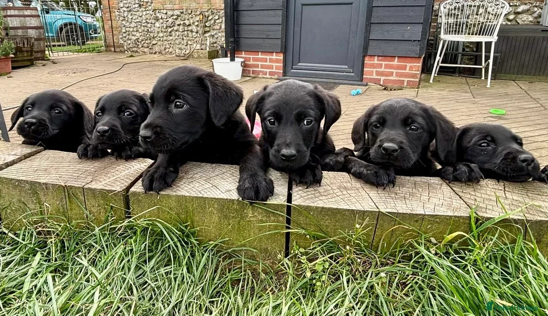 Labrador Retriever dogs for sale: Black lab boy puppies - Advert 1