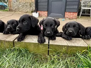 Labrador Retriever dogs Black lab boy puppies - Advert 1