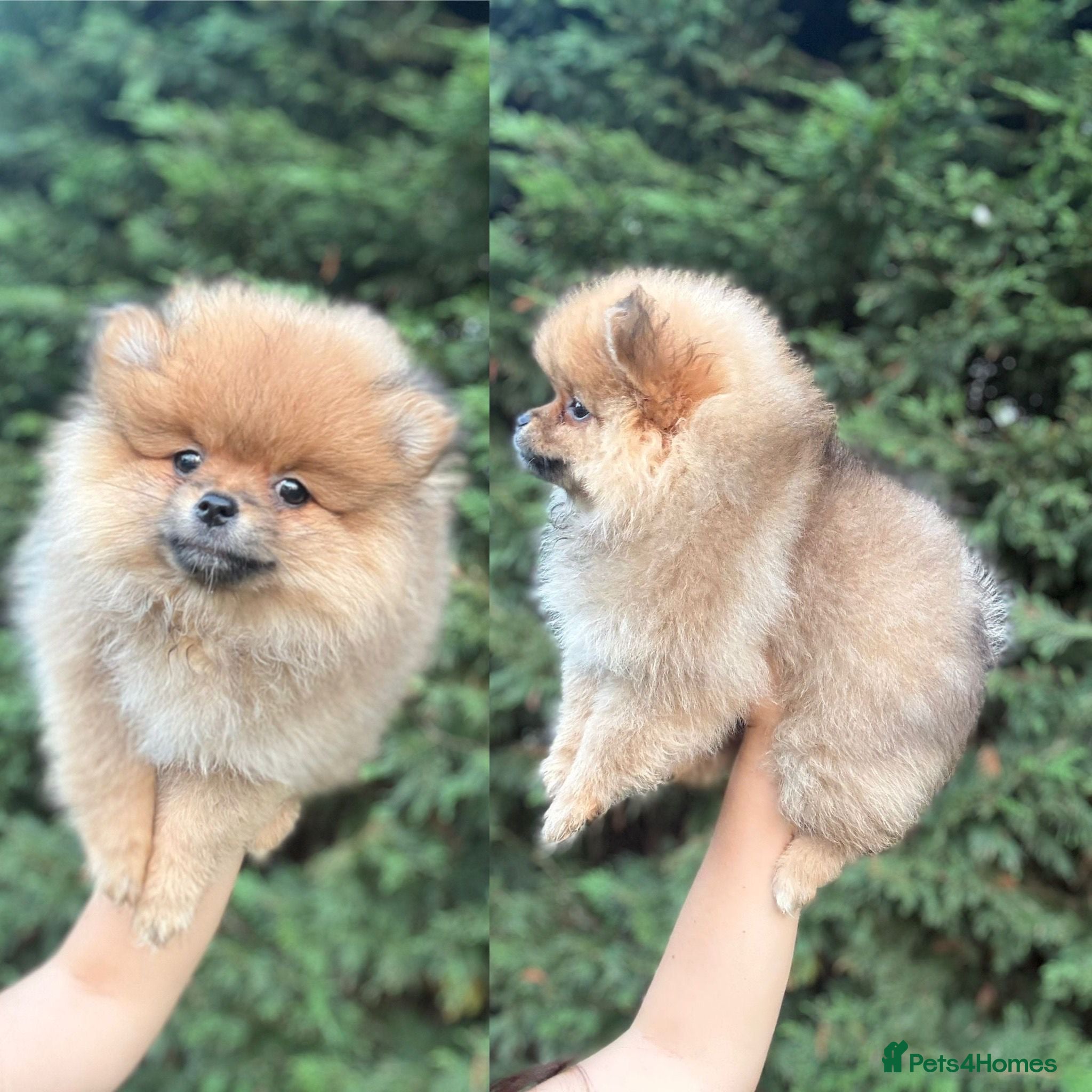 Pomeranian dogs Beautiful   **   Pomeranian  - Advert 2