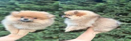 Pomeranian dogs for sale: Beautiful   **   Pomeranian  - Advert 1