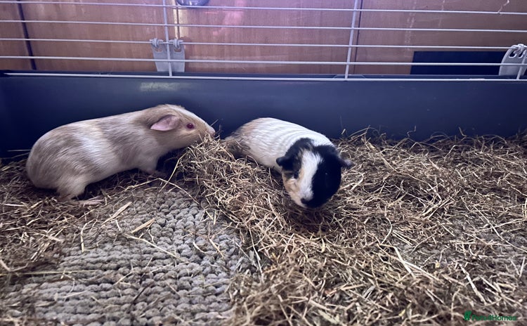 Guinea Pig rodents - Advert 1