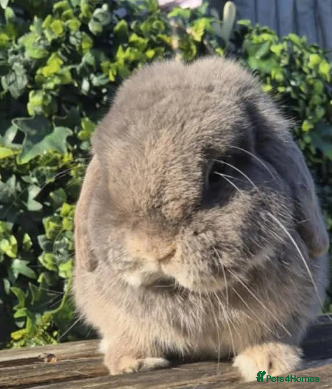Mini Lop rabbits for sale: Lilac Otter Buck  - Advert 2