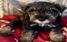 Mixed Breed dogs for sale: 🐾🐶Schnauzer/ Schnoodles 🐶🐾 - Image 23